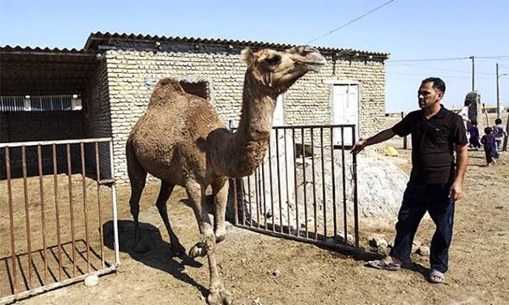 How Many Camels Am I Worth How Many Camels Am I Worth