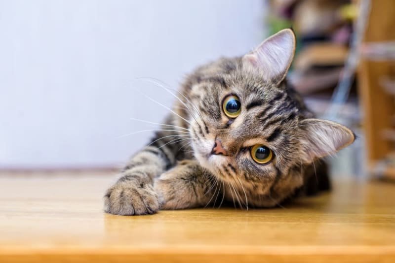 How Long Are Cats Pregnant How Long Are Cats Pregnant